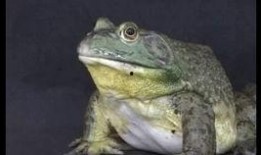 牛蛙饲养爆料视频大全,爆款视频大全深度解析